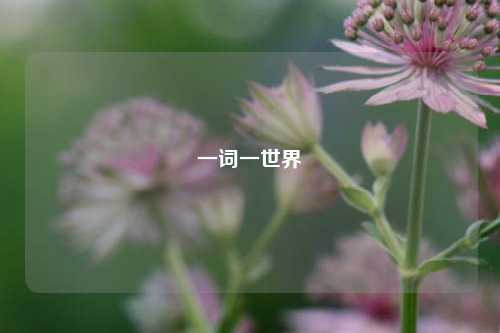 一词一世界