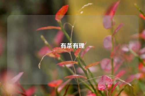 有条有理